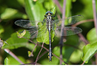 Mature male. June 2017, near Kerasia, Achaia, Peloponnesos, GR
