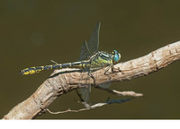 Adult male. July 2011, riv. Célé, Marcilhac-sur-Célé, dept. Lot, FR