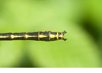 Male appendages forked