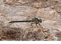 Female. July 2017, Rio Guadiaro, Jimera de Libar, Andalucia, ES