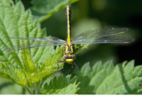Teneral male. May 2012, riv. Aisne, Asfeld, dept. Ardennes, FR