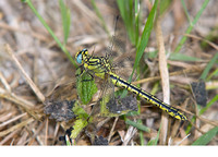 Adult female. July 2010, riv. Aisne, Asfeld, dept. Ardennes, FR