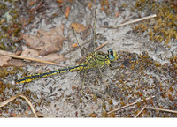 Male. June 2007, Den Diel, Mol, prov. Antwerpen, BE