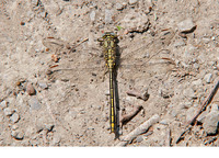 Male. May 2011, Etg.de la Forge, Glageon, dept. du Nord, FR