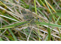 Female. July 2009, La Ferté-sur-Chiers, dept. Ardennes, FR