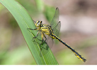 Young male. June 2012, riv. Danube near Vetren, Silistra, BG