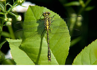 Young male. June 2012, riv. Danube near Vetren, Silistra, BG