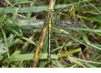Adult female. August 2010, Kuipersveer (Binnenmaas), Puttershoek, prov.Zuid-Holland, NL