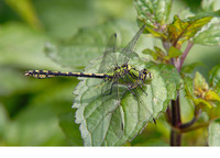 Adult male. July 2009, riv. Roer near Paarlo, Roerdalen, prov. Limburg, NL