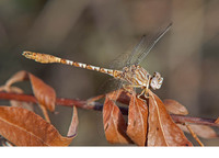 Adult male. July 2017, Sotos de Albolafia, Cordoba, Andalucia, ES