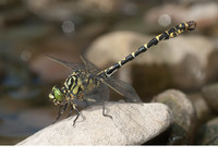 Nominate subsp. adult male. June 2011, riv. Ourthe, Petite Enneille, Durbuy, BE