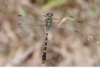 Nominate subsp. adult male. July 2006, riv. Ourthe, Petite Enneille, Durbuy, BE