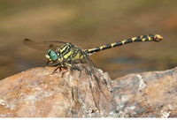 Male. July 2011, riv. Célé, Marcilhac-sur-Célé, dept. Lot, FR