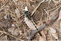 Male. July 2017, Rio Guadiaro, Jimera de Libar, Andalucia, ES