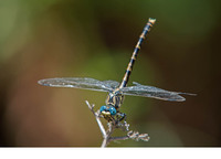 Adult female. July 2017, Rio Guadiaro, Jimera de Libar, Andalucia, ES