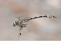 Adult male. June 2019, near Selale waterfalls, Toparlar, Mugla, TR