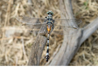 Adult female. July 2010, lake Velo Blato, Island Pag, HR