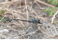 Old male. June 2019, Koycegiz, Mugla, TR