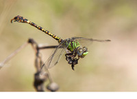 Adult male. July 2018, Rio Palasole, Loiri Porto San Paolo, Sardinia, IT