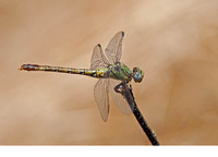 Adult female. July 2017, Rio Hozgarganta, Jimena de la Frontera, Andalucia, ES