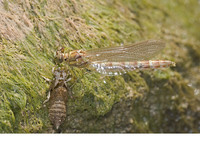 Freshly emerged female. July 2010, riv. Vipava, Rence, Nova Gorica, SI
