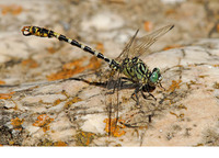 O. f. albotibialis adult male. June 2006, Magazia brook, Skyros, Sporades, GR