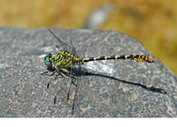 O. f. unguiculatus male. July 2006, Lac du Salagou, dept. Hérault, FR
