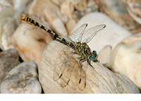 O. f. unguiculatus male. July 2007, riv. Gardon, Pont du Gard, dept. Gard, FR