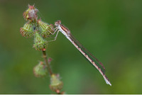Fresh female. August 2020, Bospolder Ekeren, prov. Antwerpen, BE