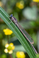 Mature male. April 2019, reservoir Sidi El Barak, Nefza, Béja, TN