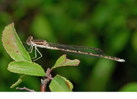 Fresh male. July 2006, La Brenne, Dept. de l'Indre, FR