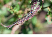 Mature female. April 2019, reservoir Sidi El Barak, Nefza, Béja, TN