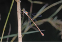 Female. October 2006, Lake Kaiafas, Peloponnese, GR