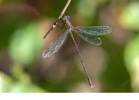Male. November 2017, Banyeres de Mariola, Alicante, ES