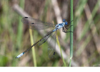 Male. June 2012, Lake Pomorie, Burgas, BG