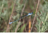 Female. June 2012, Lake Pomorie, Burgas, BG