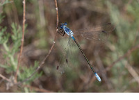 Female. June 2012, Lake Pomorie, Burgas, BG