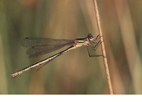 Female. August 2005, Kalmthoutse Heide, prov. Antwerpen, BE