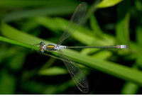Male. June 2006, Vijvers Midden-Limburg, Zonhoven, prov. Limburg, BE