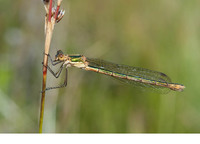 Nominate subsp. female. July 2011, Laguna de los Peces, Galende, Castillia y Leon, ES