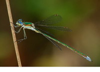 L. v. vestalis male. July 2006, La Brenne, Dept. de l'Indre, FR