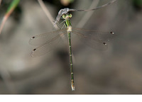 Female. June 2011, near Mylopotamos, Kythera, GR