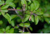 Male. July 2006, La Brenne, Dept. de l'Indre, FR