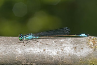 Male. June 2012, riv. Aheloy, Burgas, BG