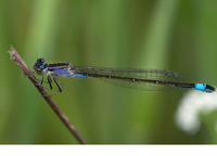 Immature female f. violacea. June 2018, Lake Doxys, Korinthia, Peloponnesos, GR
