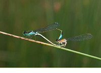 Copula with f. rufescens female. June 2017, Lake Doxys, Korinthia, Peloponnesos, GR