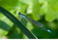 Male. June 2019, Koycegiz, Mugla, TR