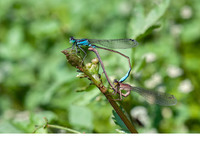 Copula with mature female f. infuscans. June 2019, Koycegiz, Mugla, TR