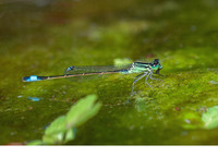 Male. August 2019, Barrage du Tavulaghju, Galéria, Haute-Corse, FR