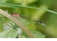 Immature female f. rufescens. April 2007, Chadwick Lakes, MT